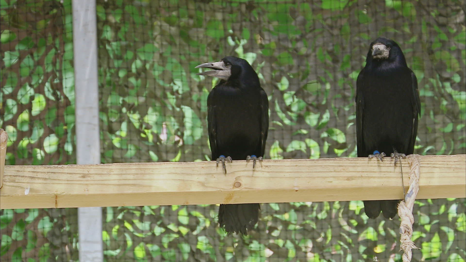 585605618 / Rook / Captivity / Strasbourg