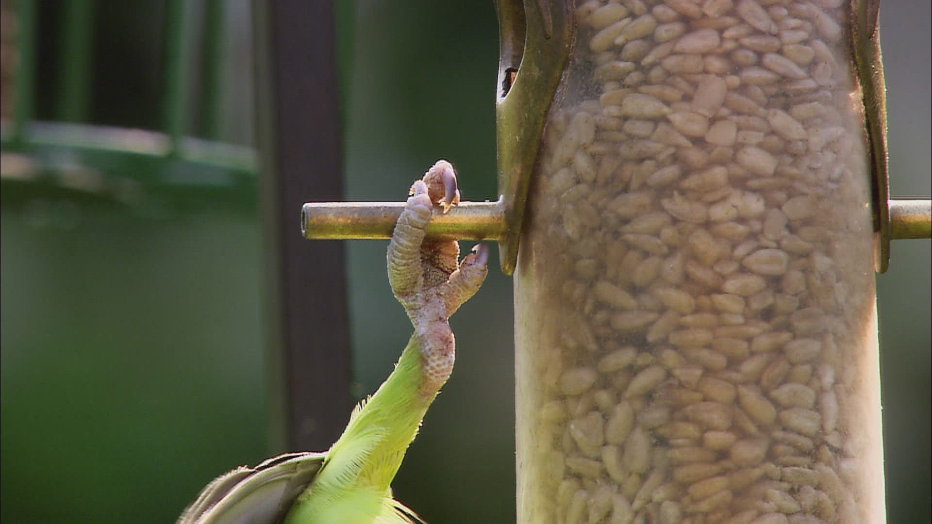 746817991 / Rose-ringed Parakeet / Rose-Ringed Parakeet / Great Britain