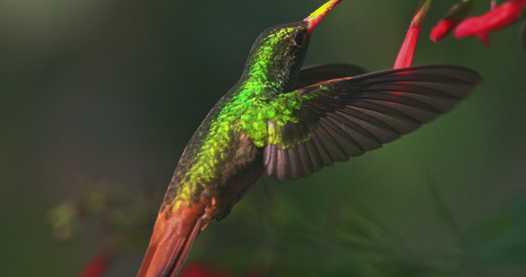 428076426 / Rufous-Tailed Hummingbird / Floating / Tandayapa