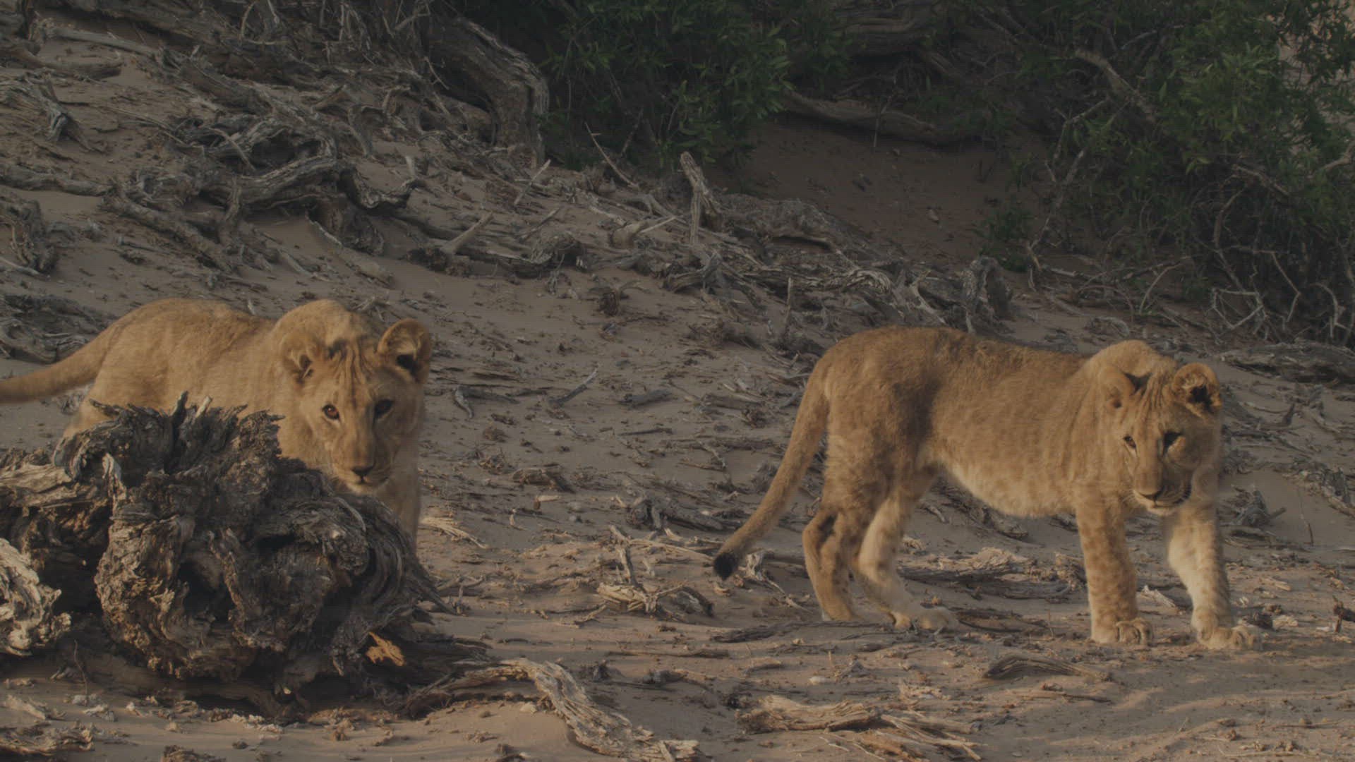 926916782 / Lion / Walking / Namibia