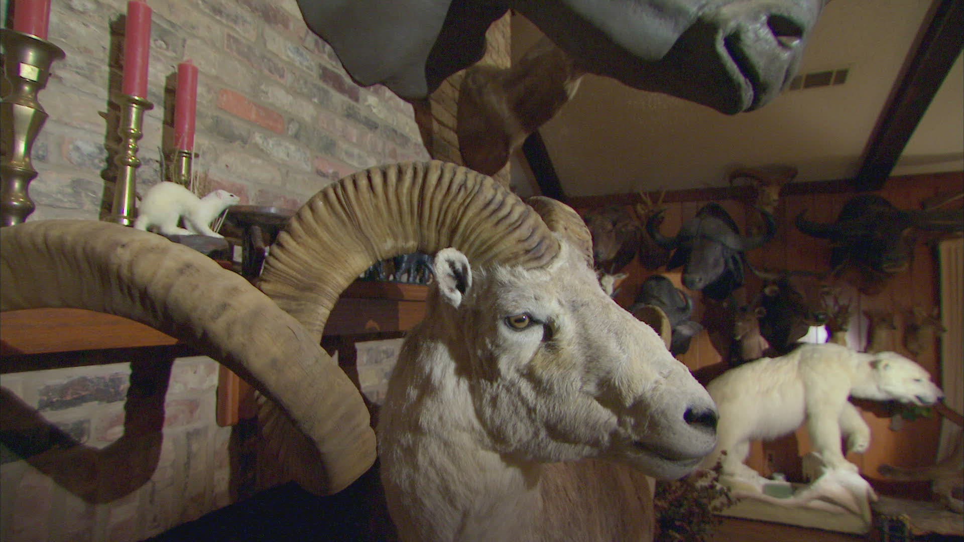 737251456 / Cloven Hoofed Animal / Hunting / Dallas