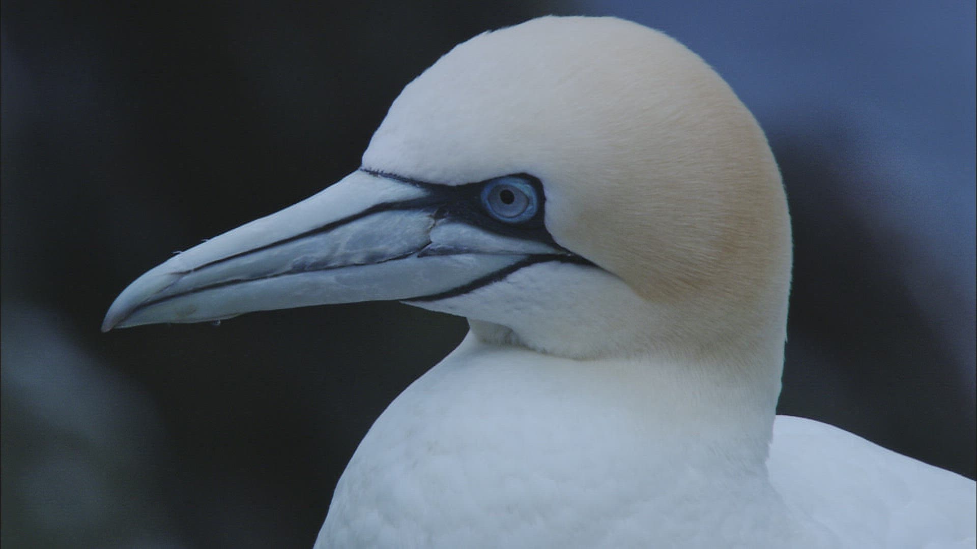 999430160 / Northern Gannet / Dunbar / Bass Rock