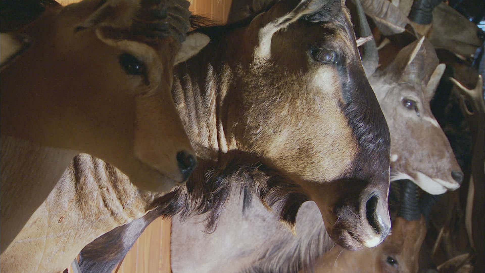 174770407 / Cloven Hoofed Animal / Hunting / Dallas