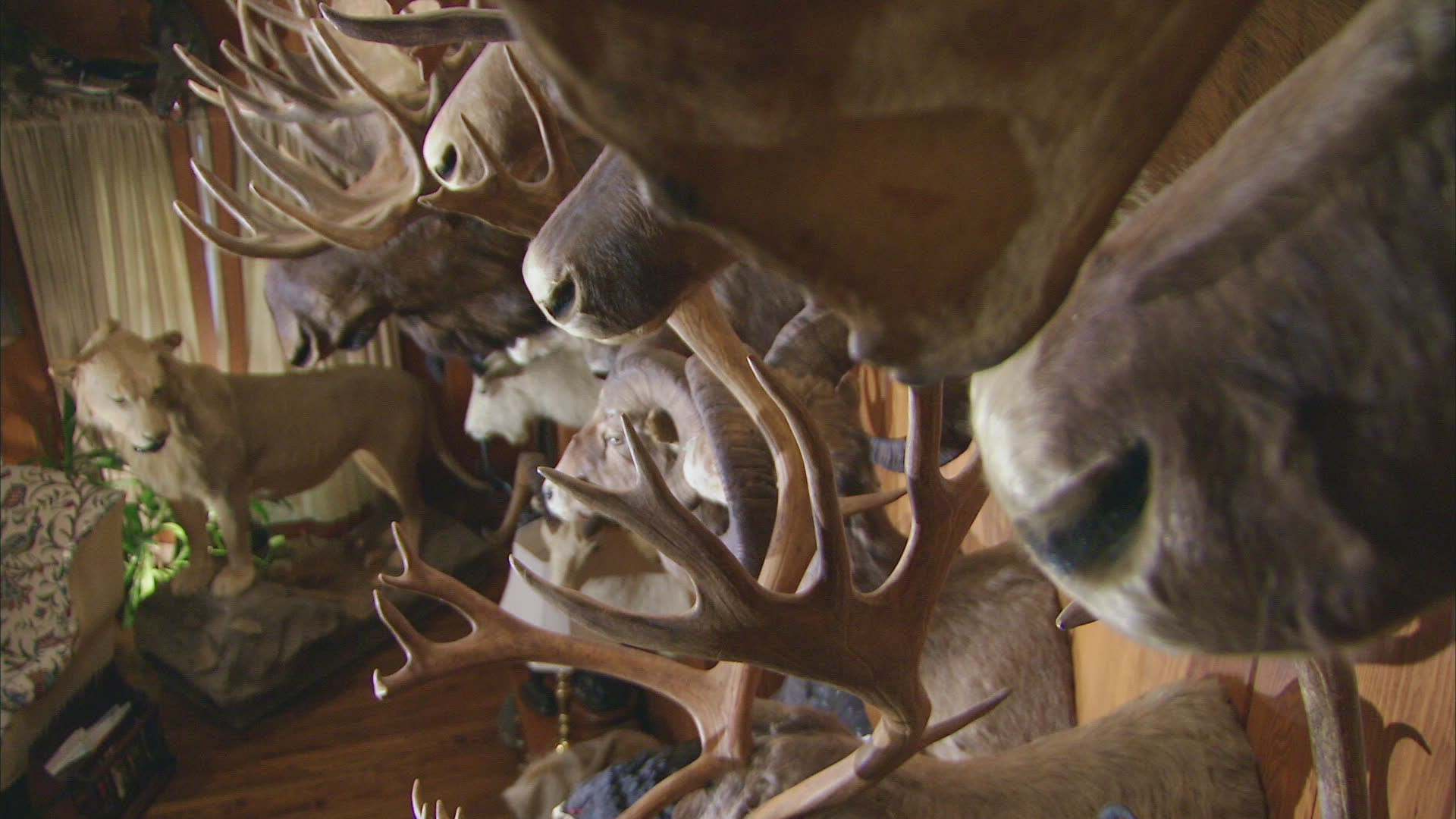 450441470 / Cloven Hoofed Animal / Hunting / Dallas