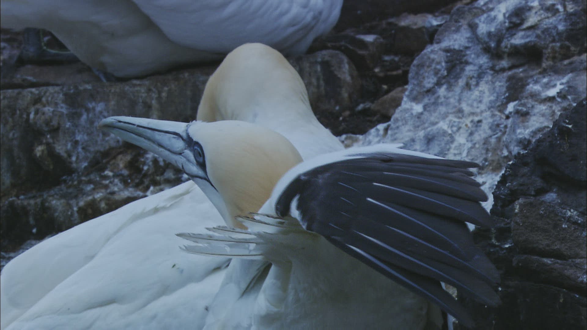 438162735 / Northern Gannet / Dunbar / Bass Rock