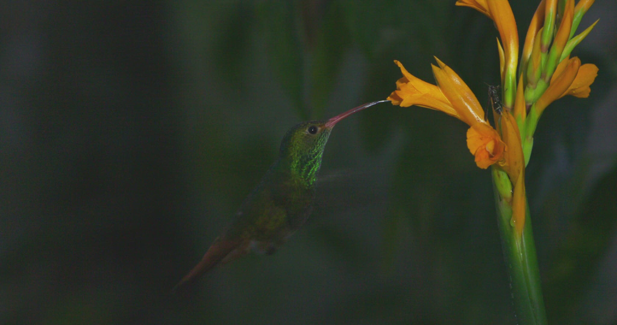 566322312 / Rufous-Tailed Hummingbird / Flying / Pichincha