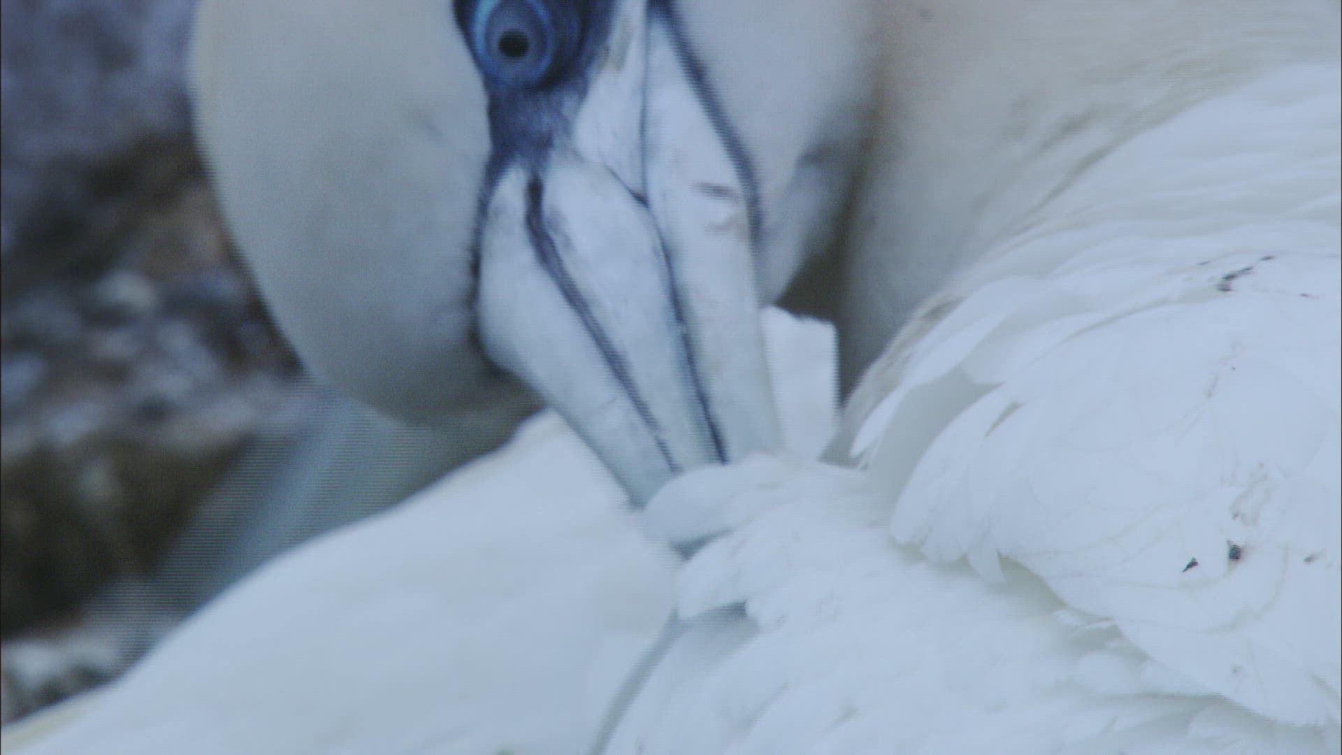 237251119 / Northern Gannet / Dunbar / Bass Rock
