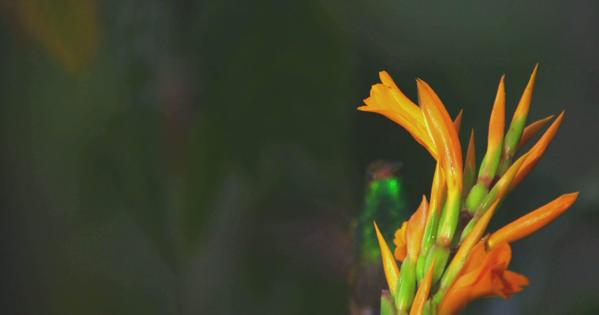 756296688 / Rufous-Tailed Hummingbird / Flying / Pichincha