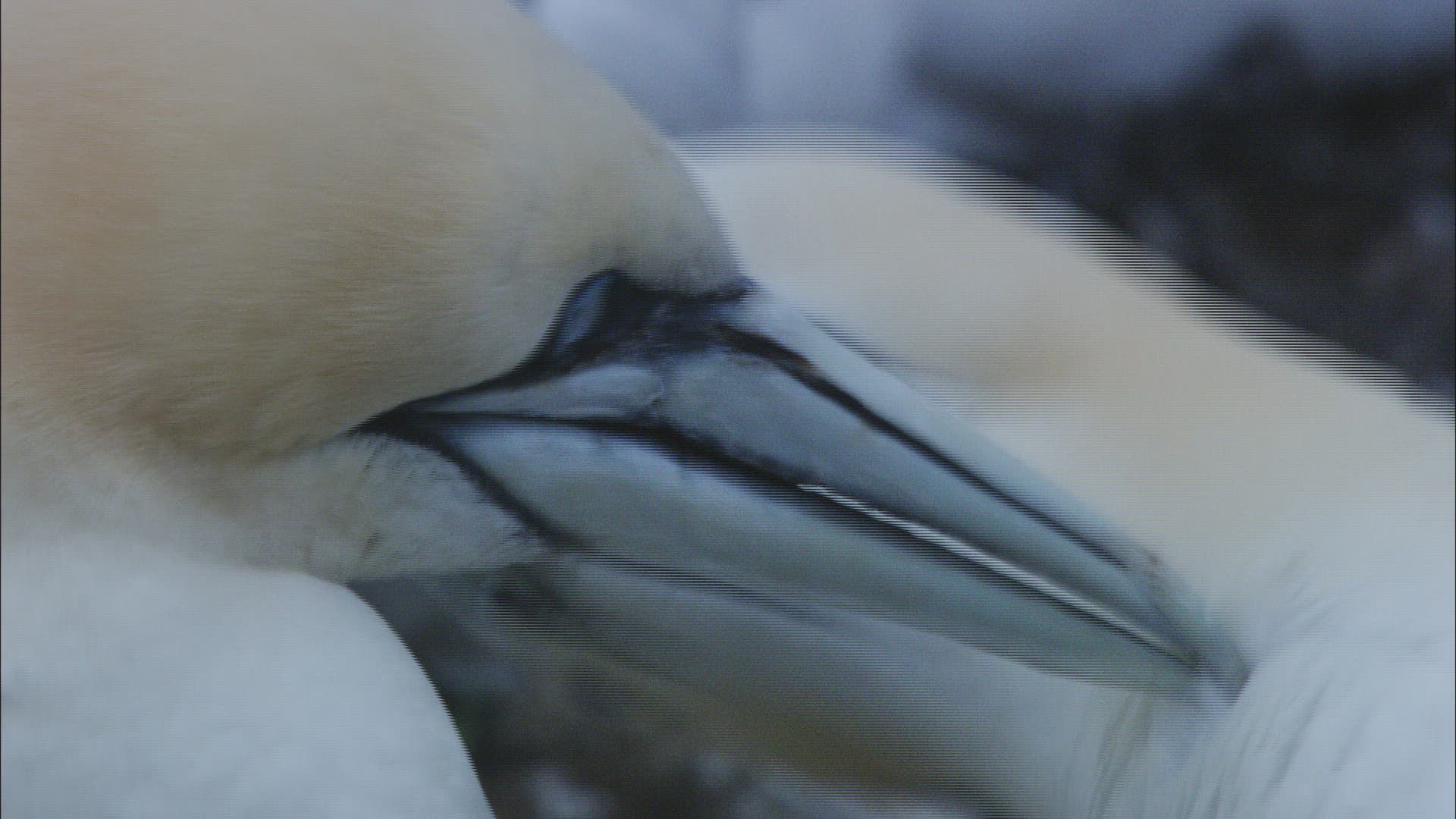 342527154 / Northern Gannet / Dunbar / Bass Rock