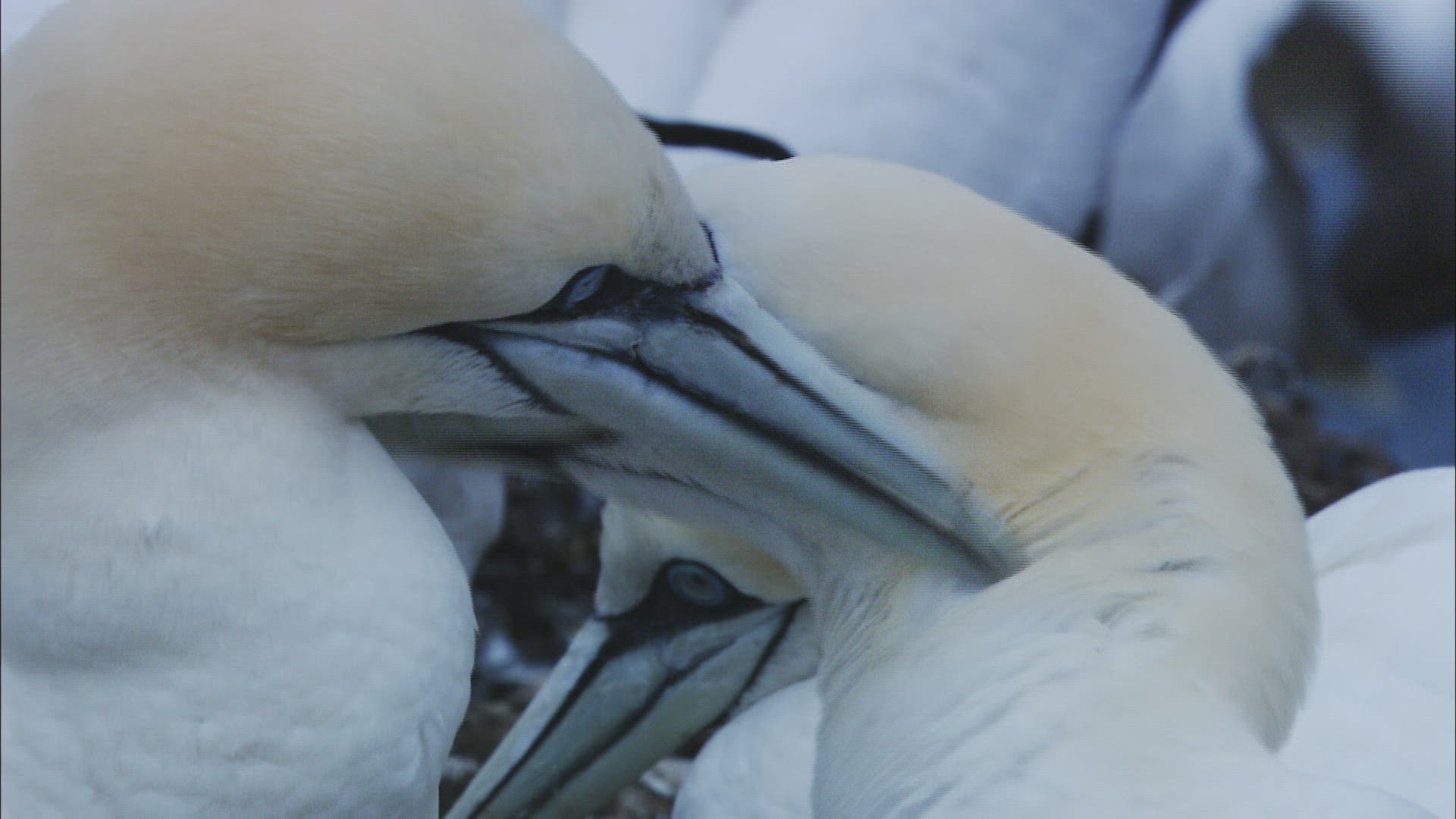 745121930 / Northern Gannet / Dunbar / Bass Rock