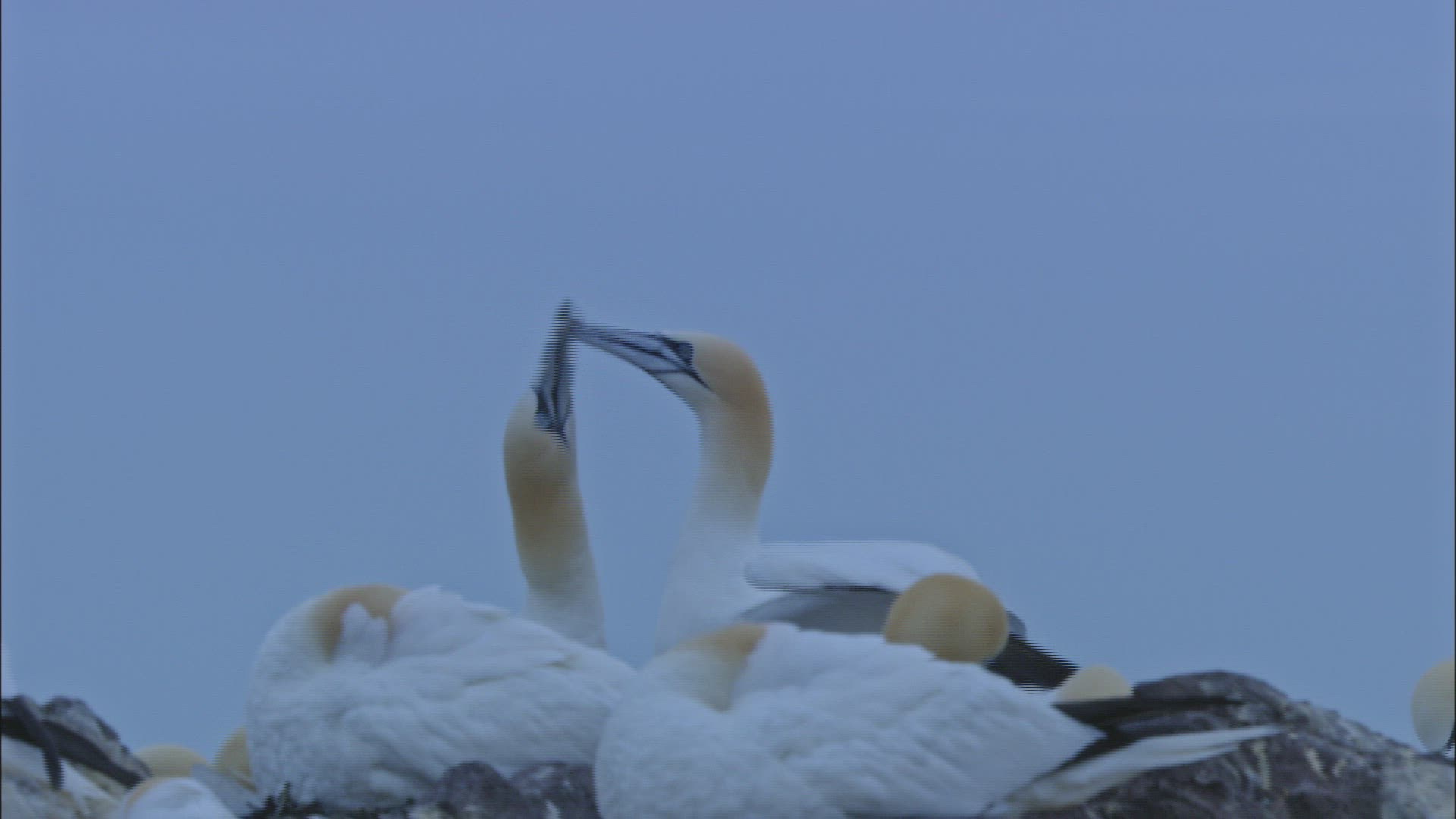 176294765 / Northern Gannet / Dunbar / Bass Rock