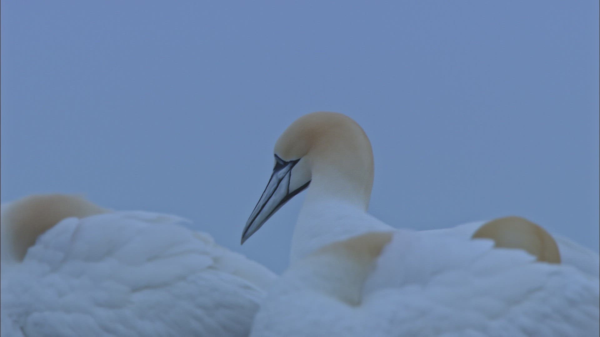 724178414 / Northern Gannet / Dunbar / Bass Rock