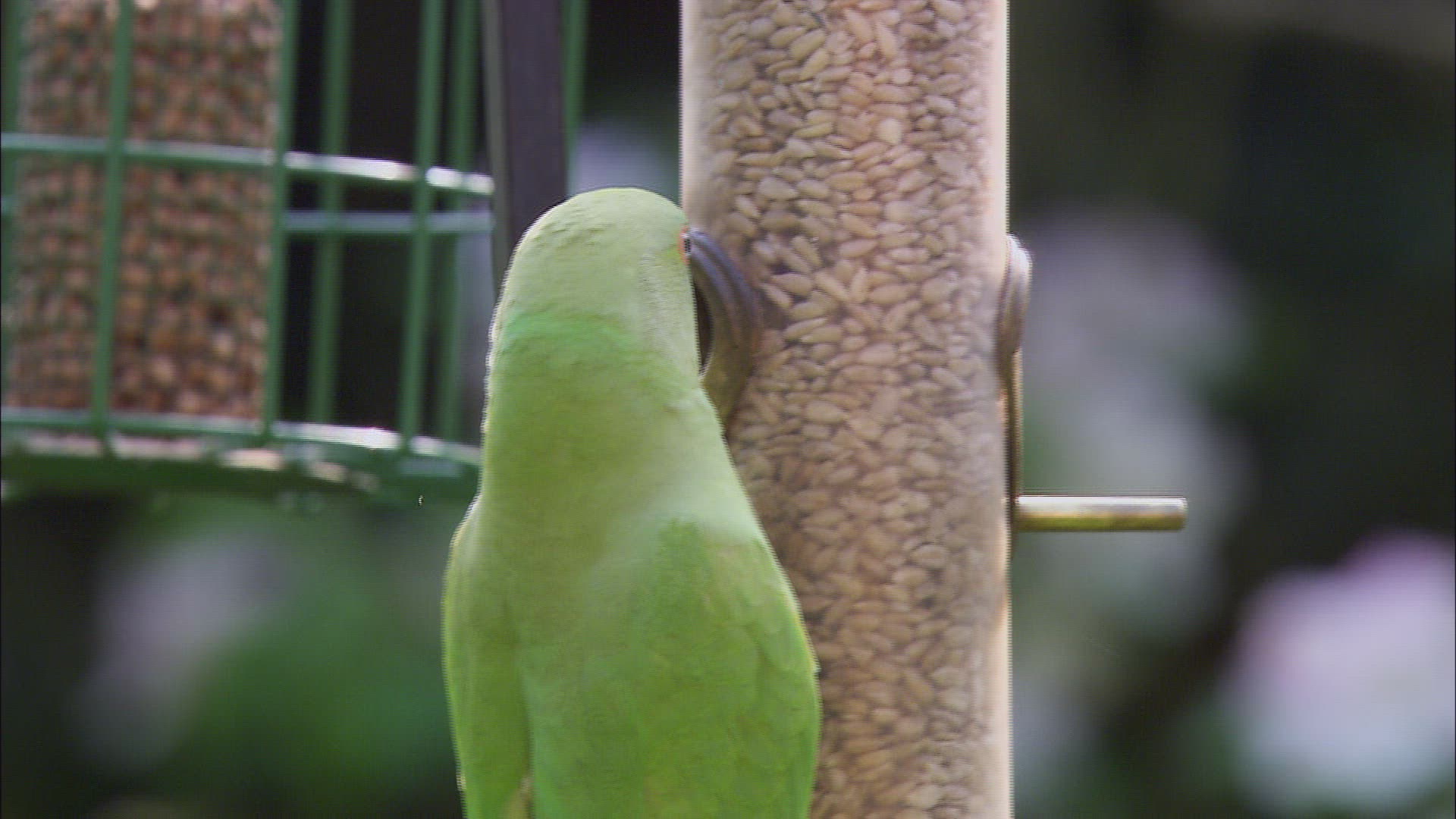 210817123 / Rose-ringed Parakeet / Rose-Ringed Parakeet / Great Britain