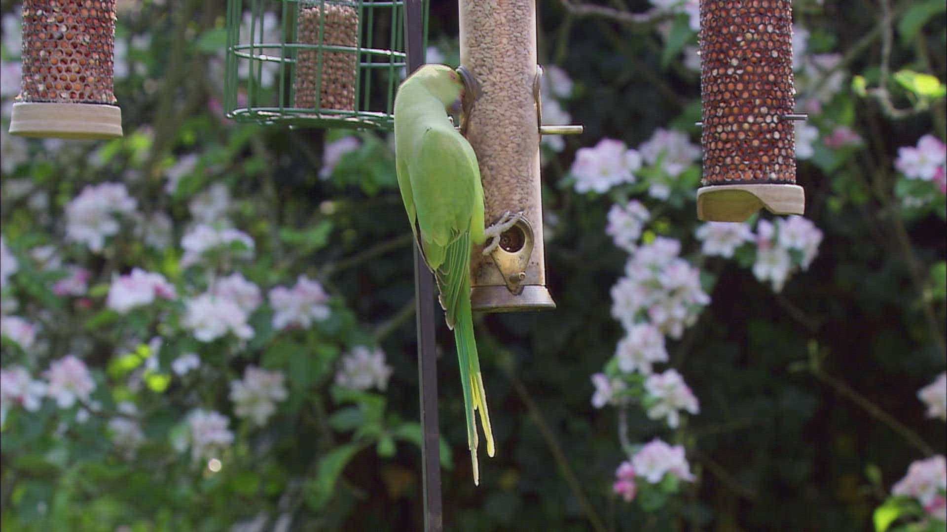 530156670 / Rose-ringed Parakeet / Rose-Ringed Parakeet / Great Britain