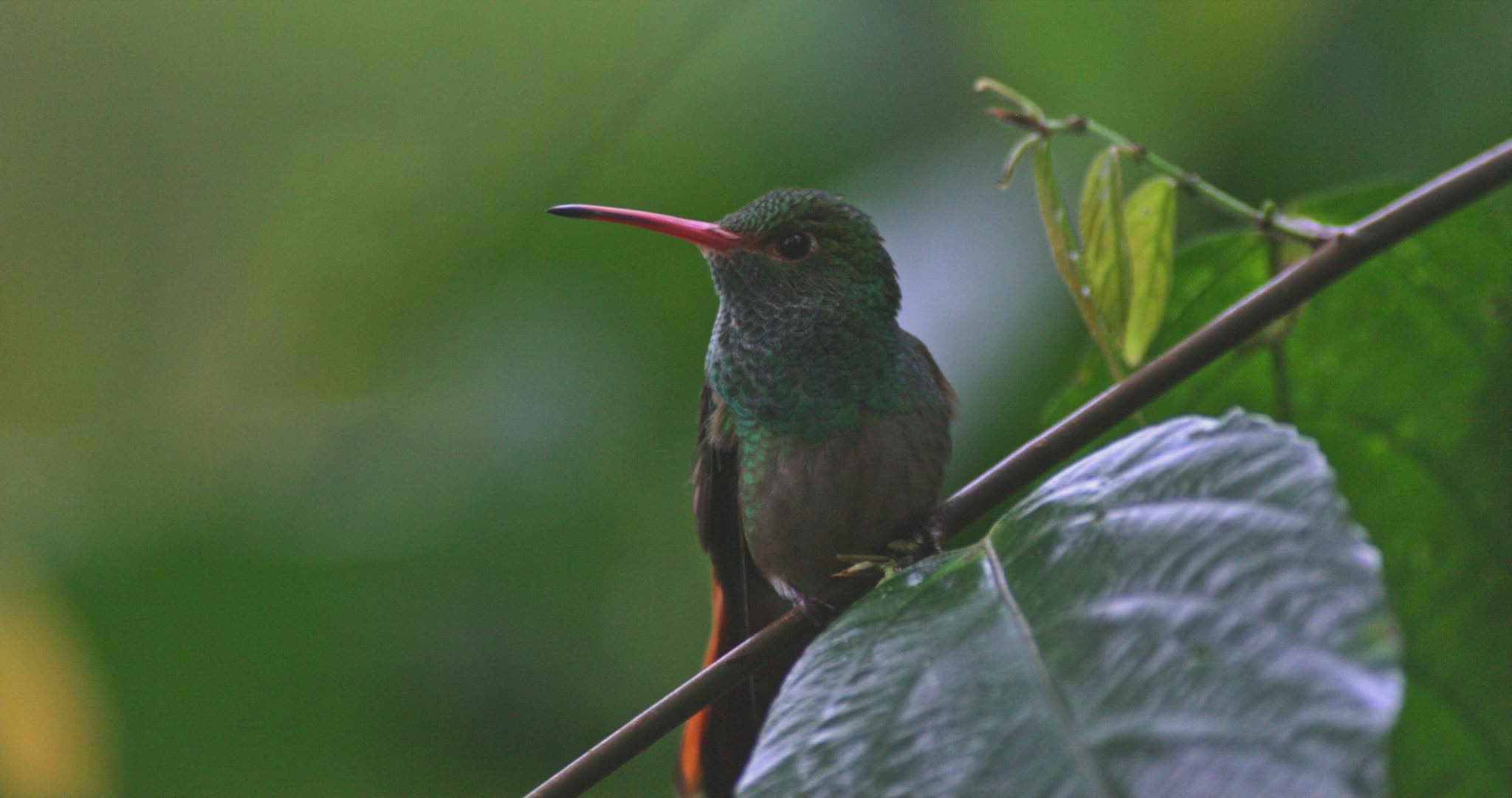 736012639 / Rufous-Tailed Hummingbird / Crouching / Pichincha