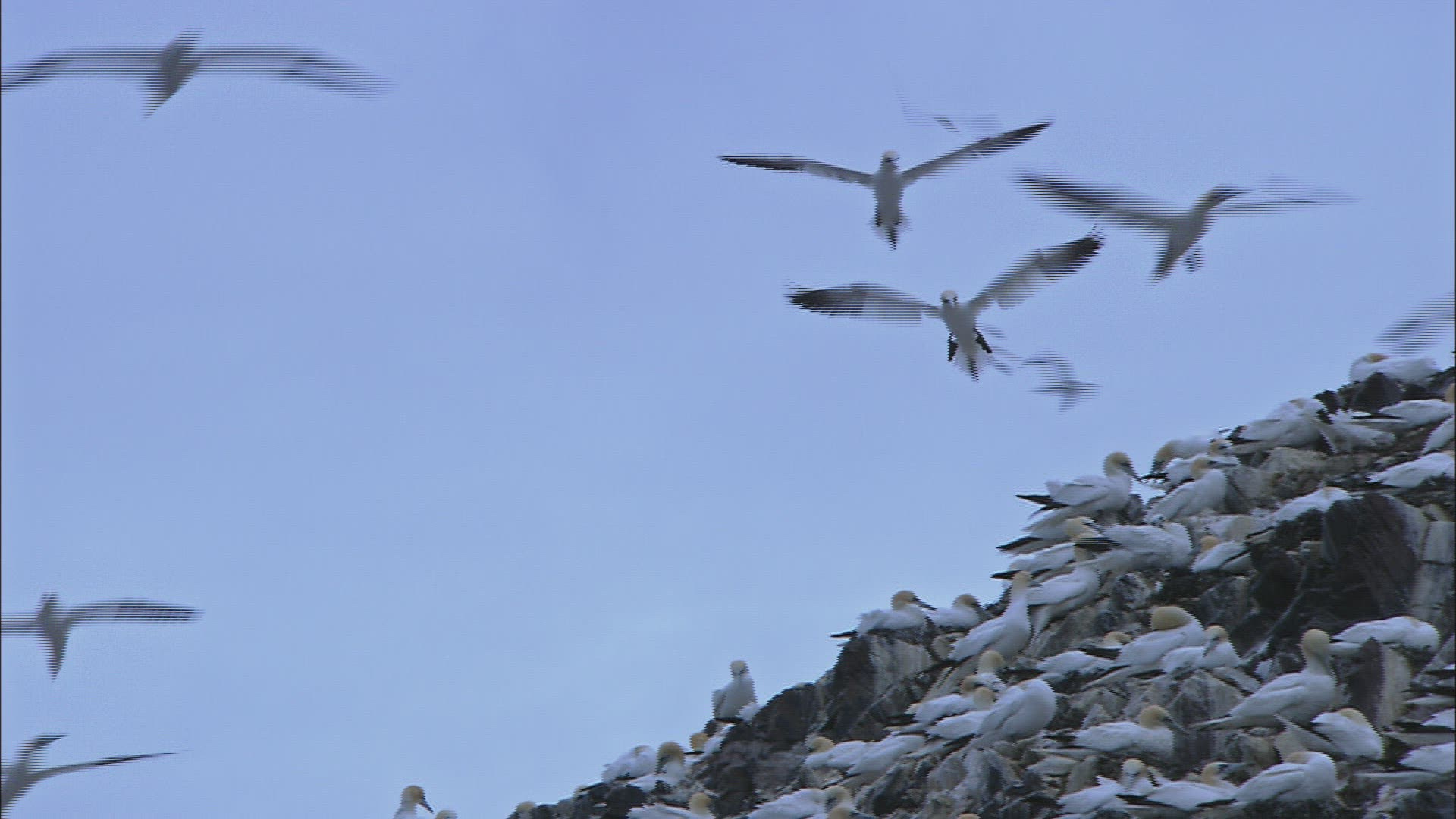 125189388 / Northern Gannet / Dunbar / Bass Rock