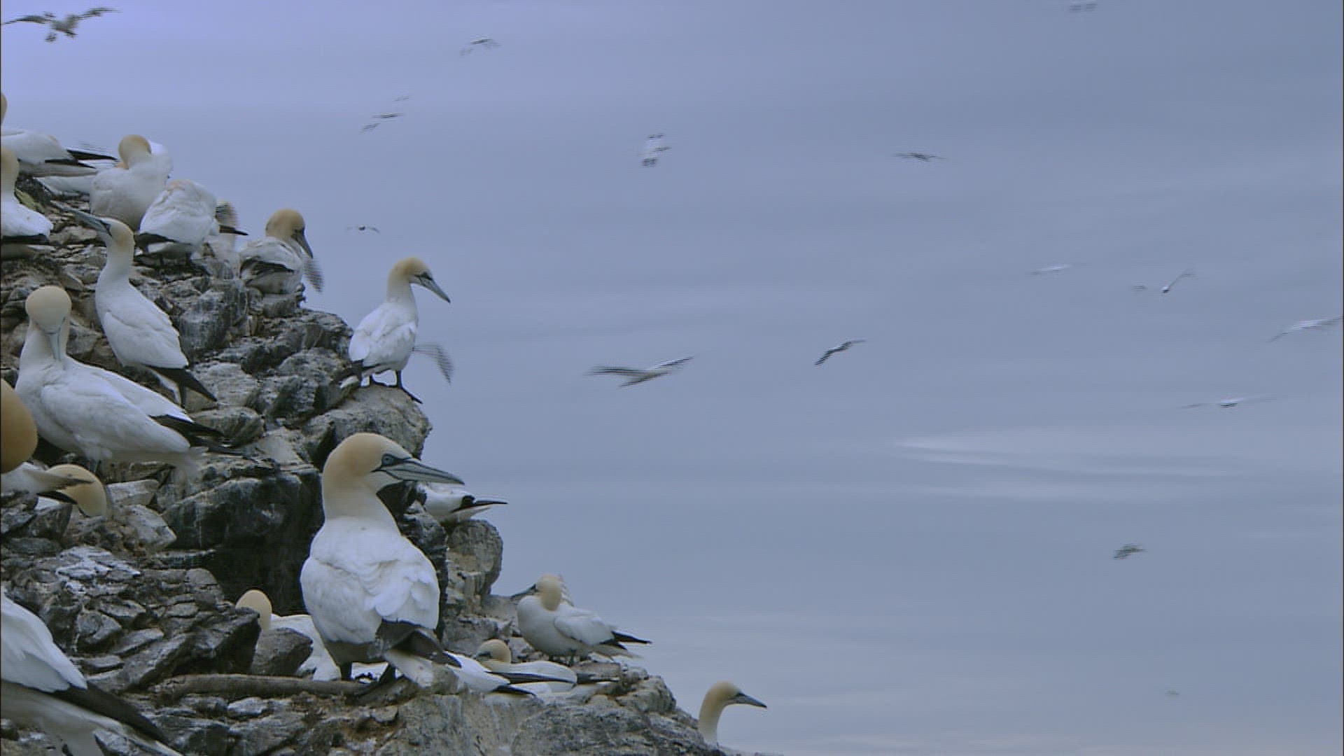 173555395 / Northern Gannet / Dunbar / Bass Rock