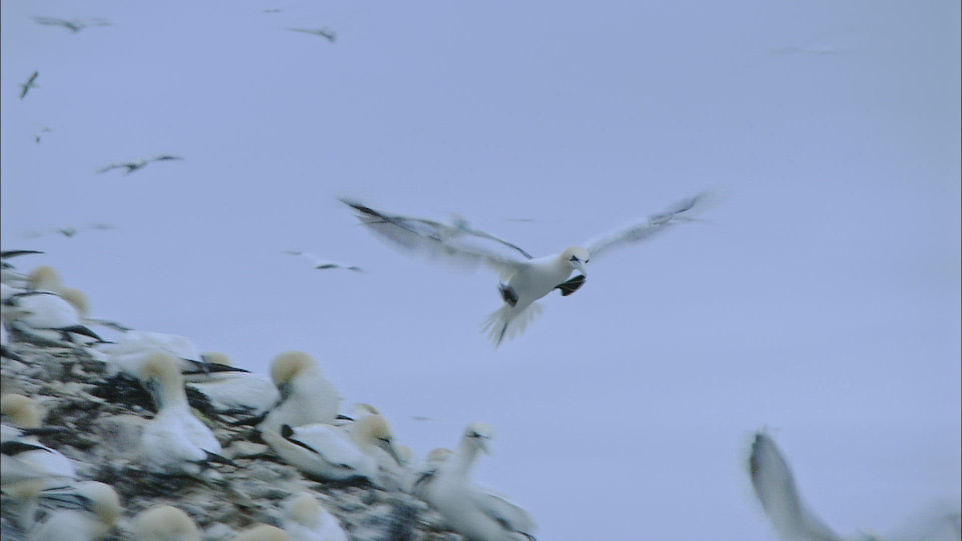 394712111 / Northern Gannet / Dunbar / Bass Rock