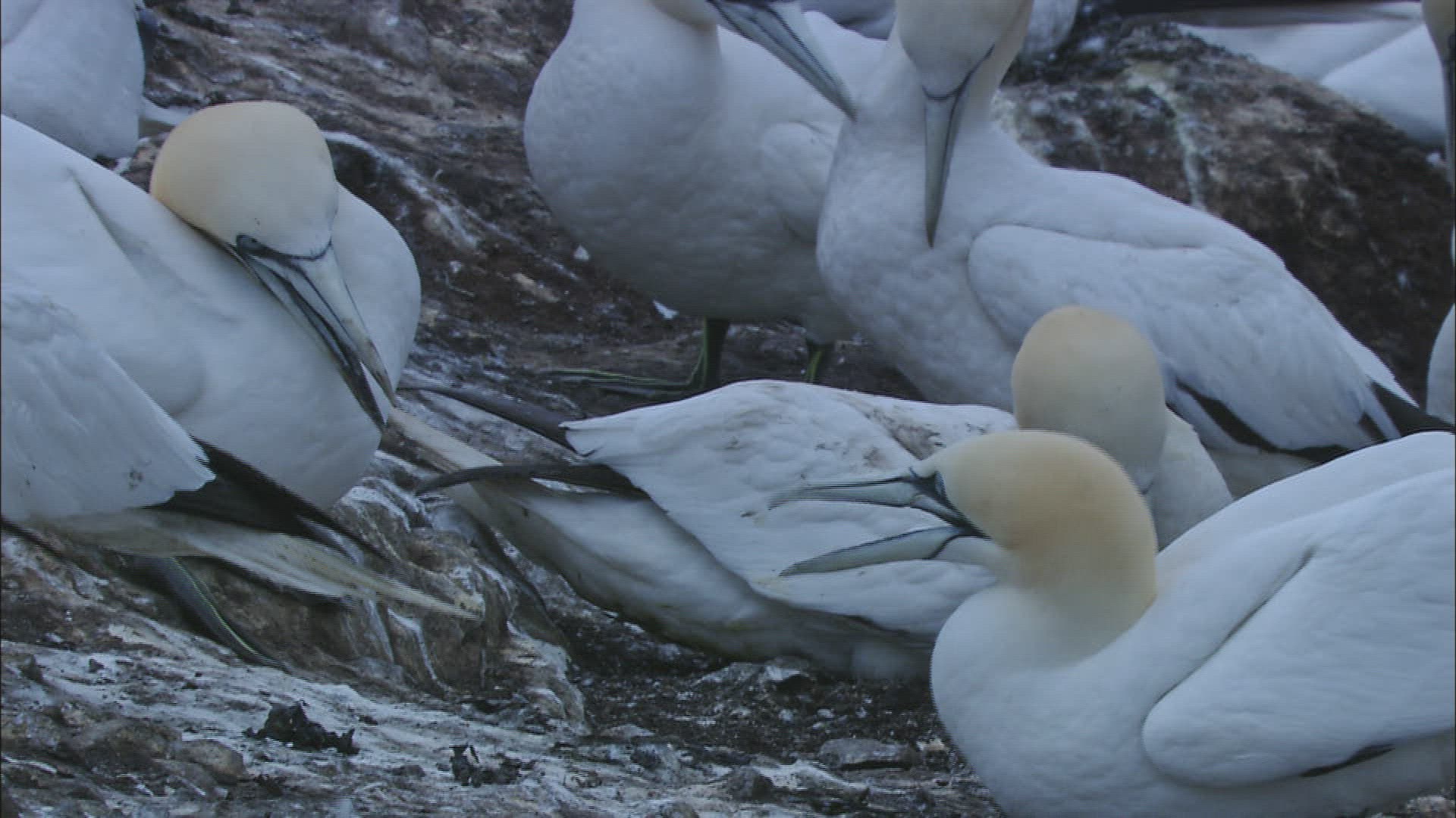 705302034 / Northern Gannet / Dunbar / Bass Rock