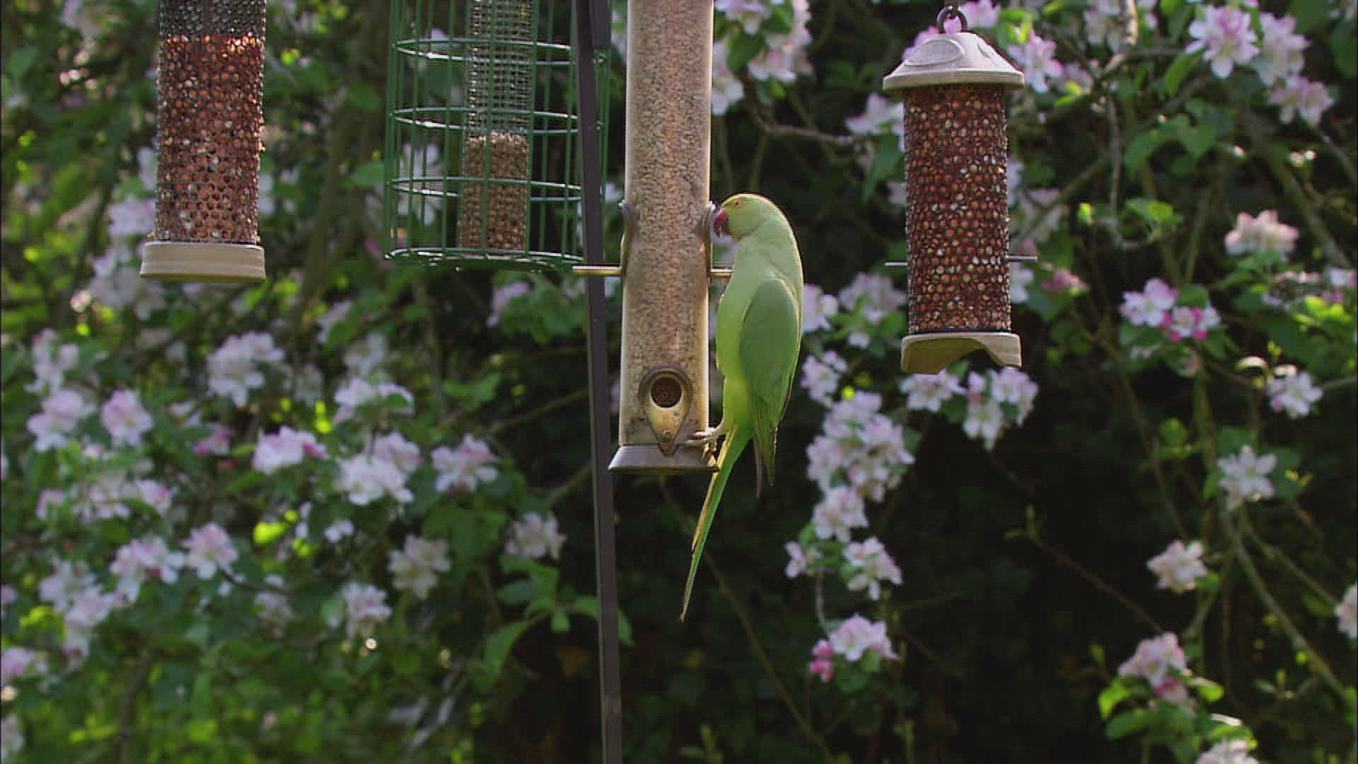 799019400 / Rose-ringed Parakeet / Rose-Ringed Parakeet / Great Britain