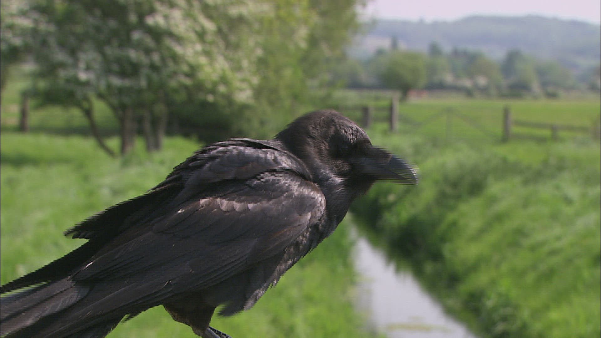 377037325 / Crow / Crouching / Common Raven
