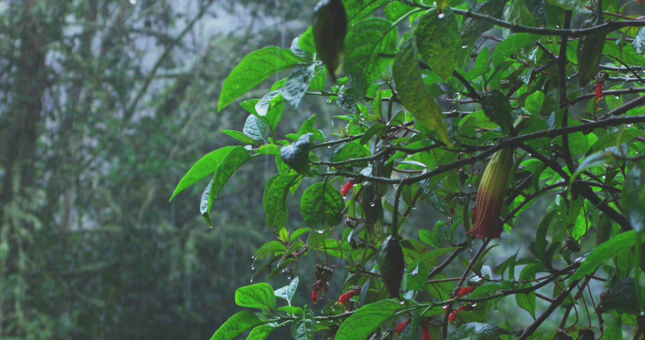 160996696 / Napo Province / Leaf / Ecuador