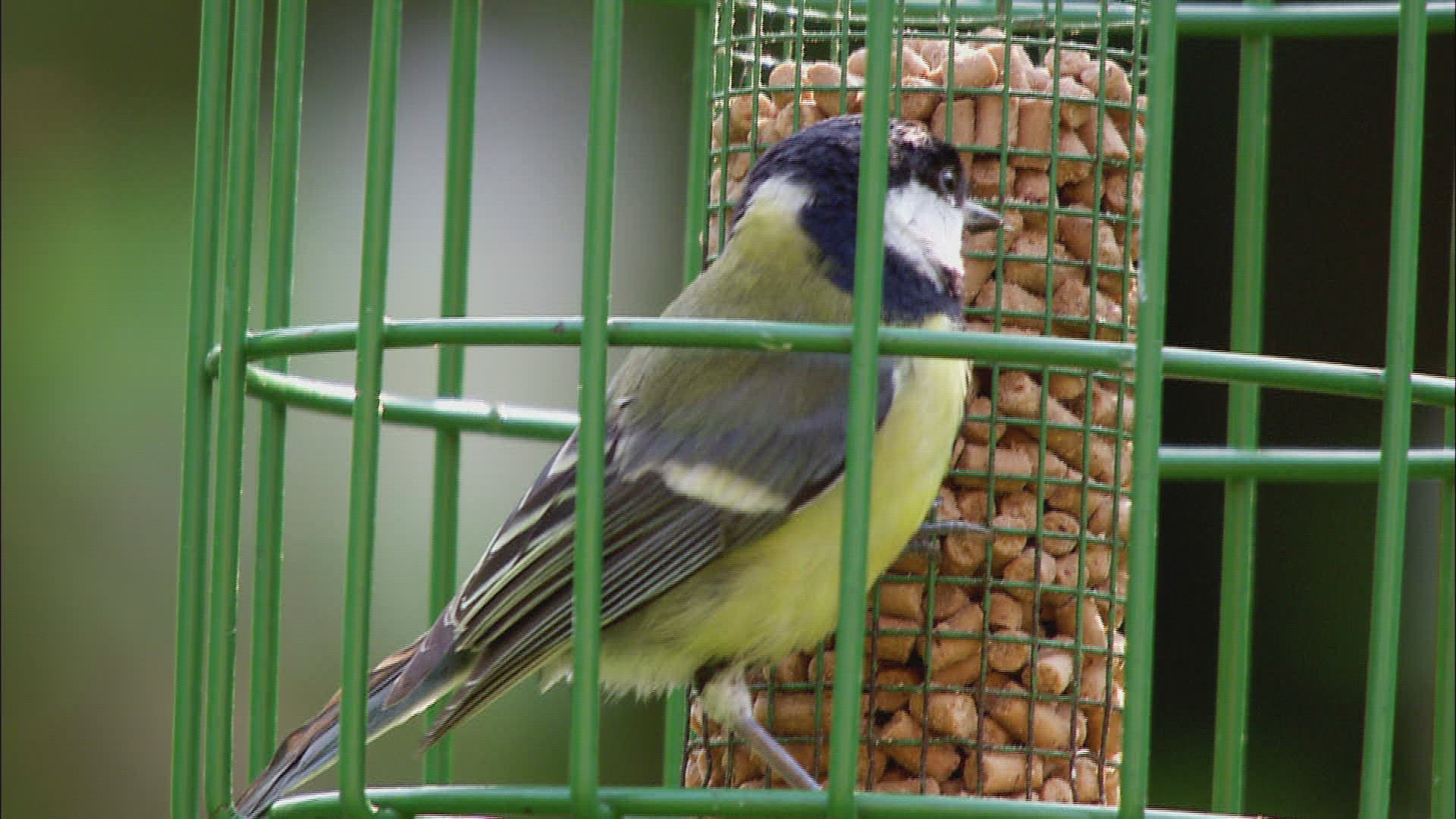 531026615 / Great Tit / Feeding / Great Britain