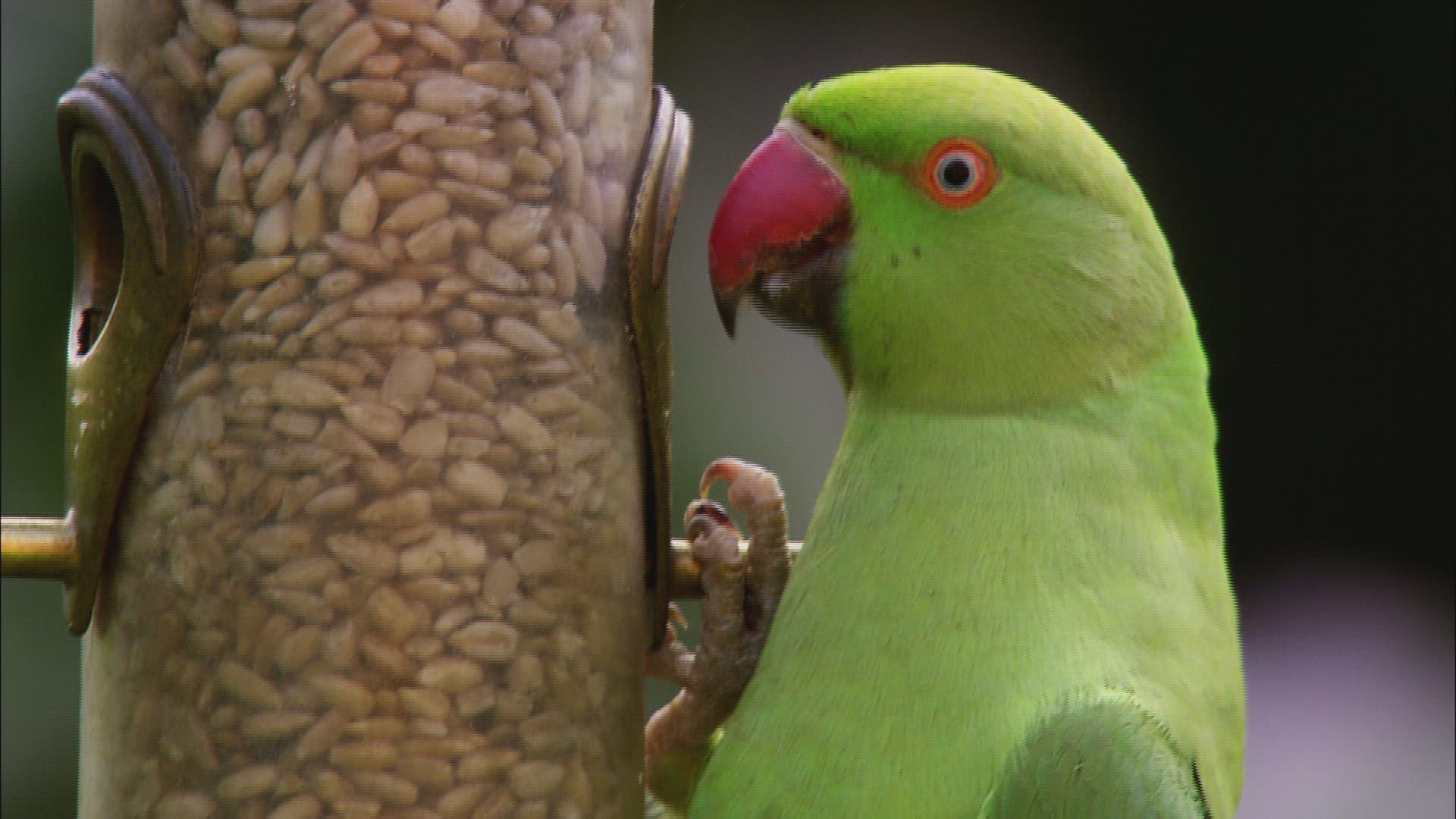 739858461 / Rose-ringed Parakeet / Rose-Ringed Parakeet / Great Britain