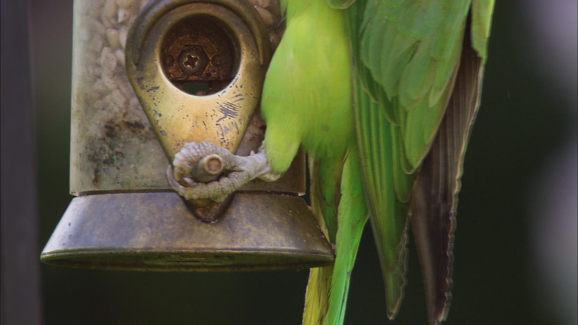 508214894 / Rose-ringed Parakeet / Rose-Ringed Parakeet / Great Britain