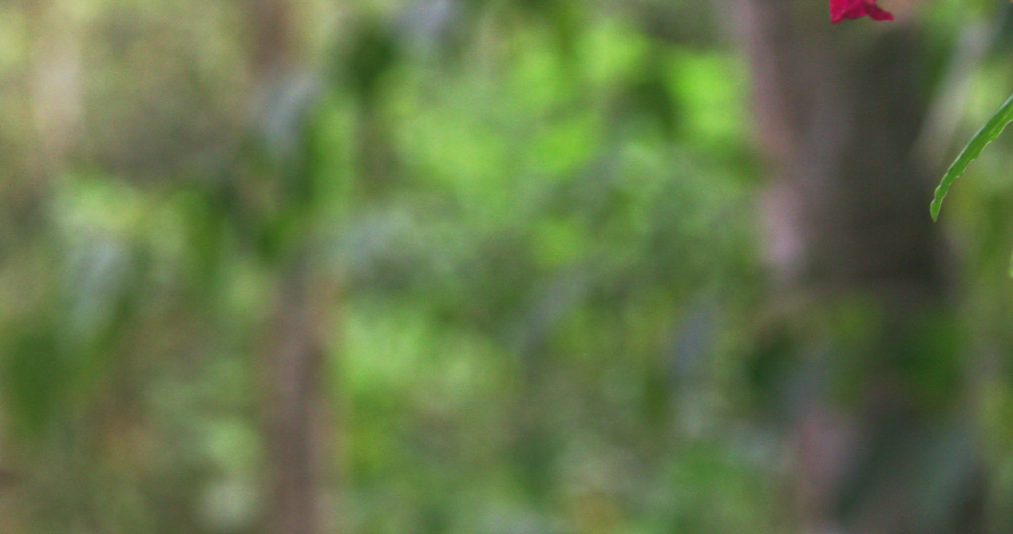 541922688 / Rufous-Tailed Hummingbird / Flying / Pichincha