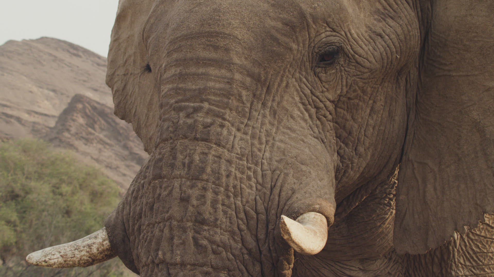 892116062 / African Elephant / Looking Away / Namibia