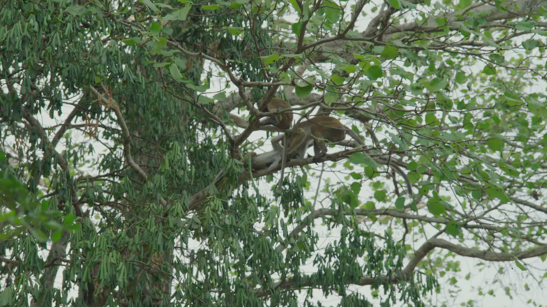 637511315 / Tree / Plant / Sri Lanka