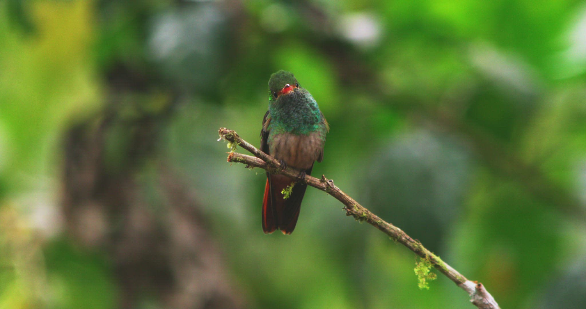 966454763 / Rufous-Tailed Hummingbird / Crouching / Pichincha