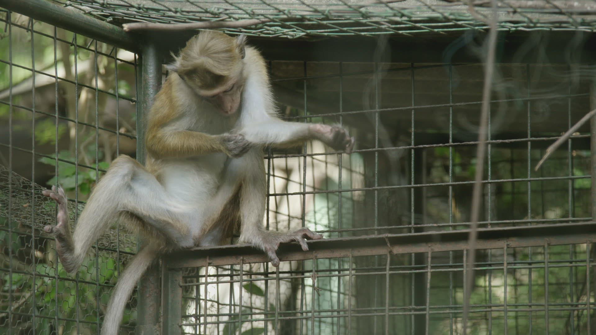 928355455 / Toque macaque / Sri Lanka