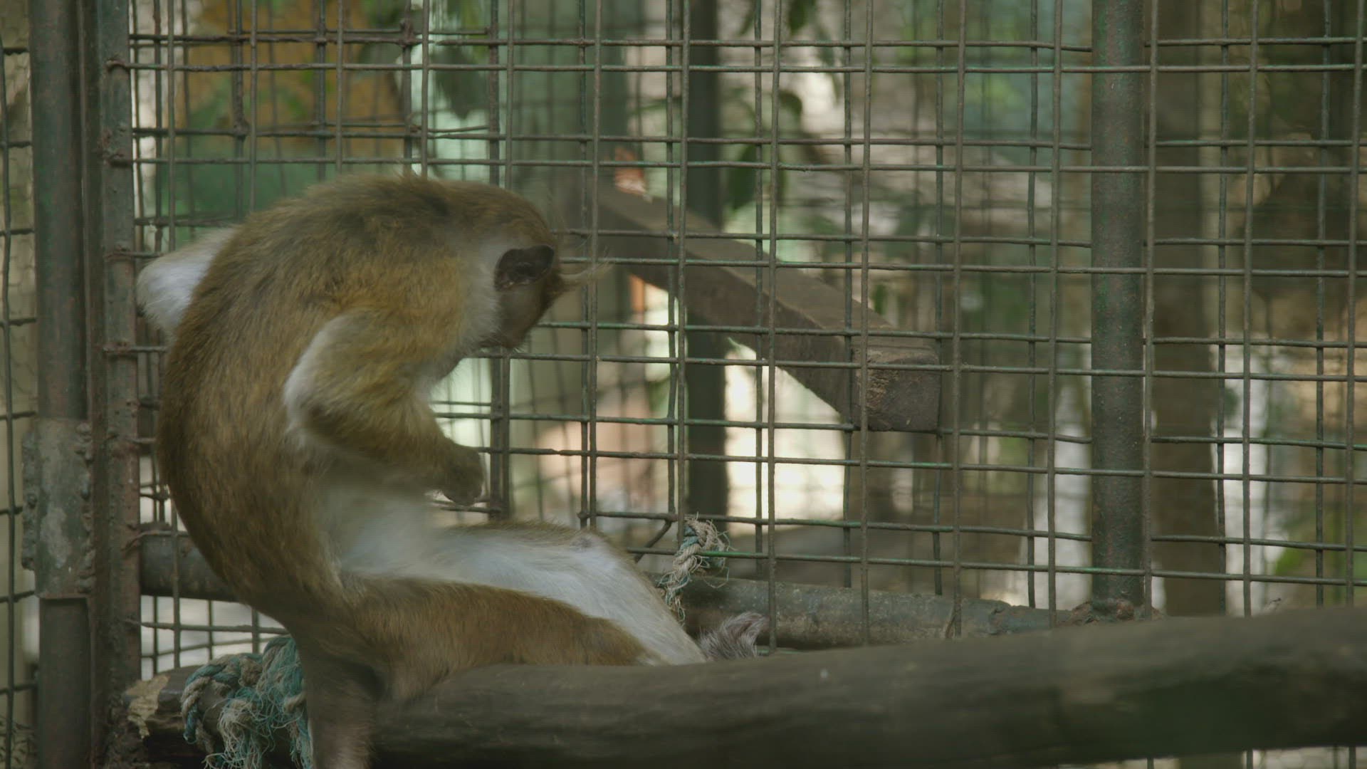 471253469 / Toque macaque / Sri Lanka