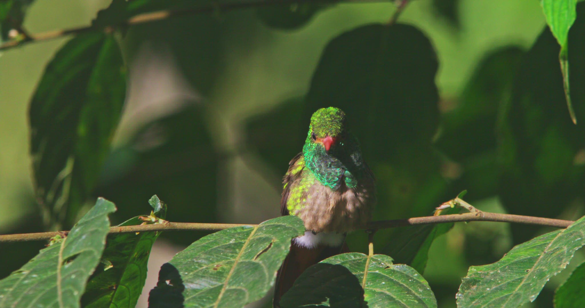 184716215 / Rufous-Tailed Hummingbird / Crouching / Pichincha