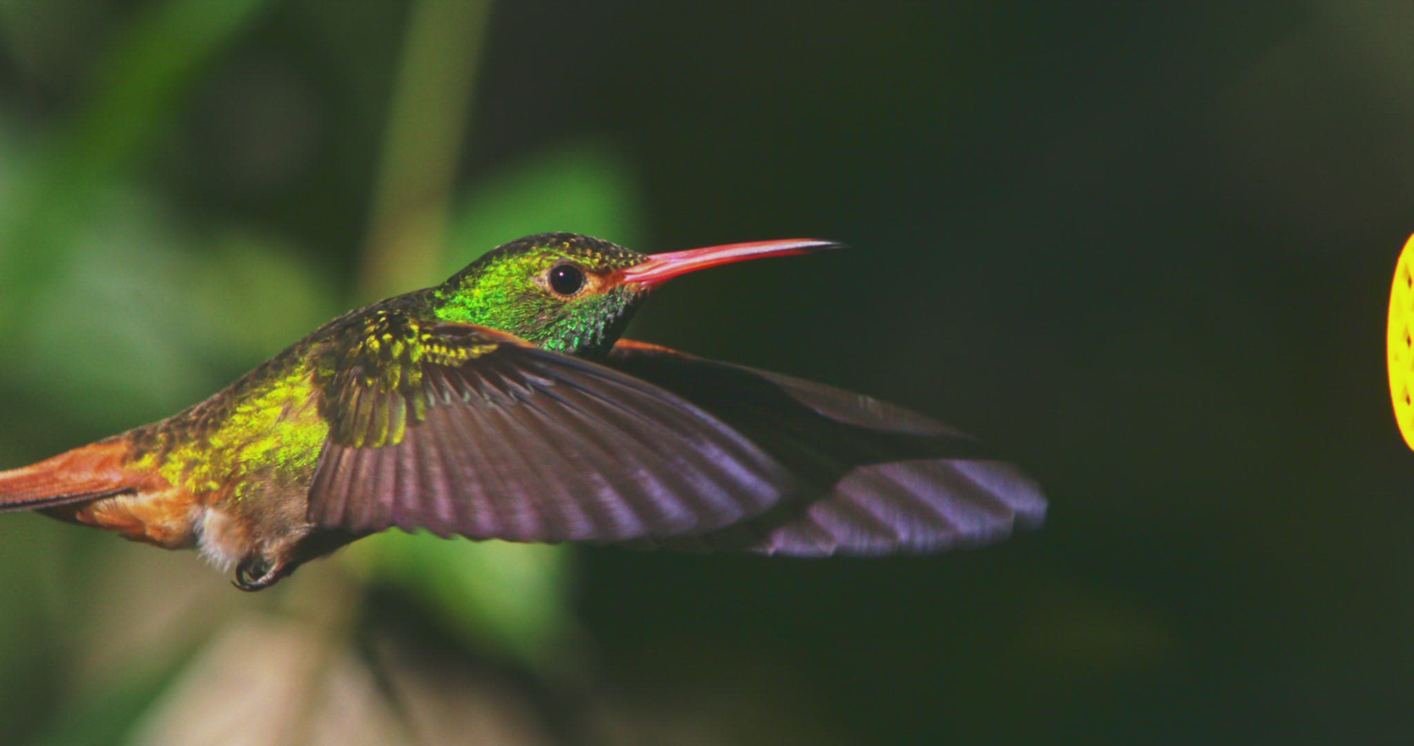 943589754 / Rufous-Tailed Hummingbird / Flying / Pichincha