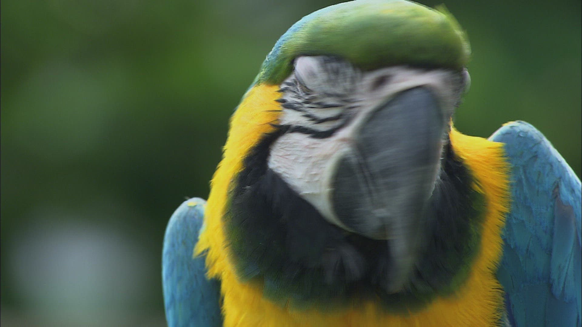 580101779 / Blue and Yellow Macaw / Looking Around / Somerset