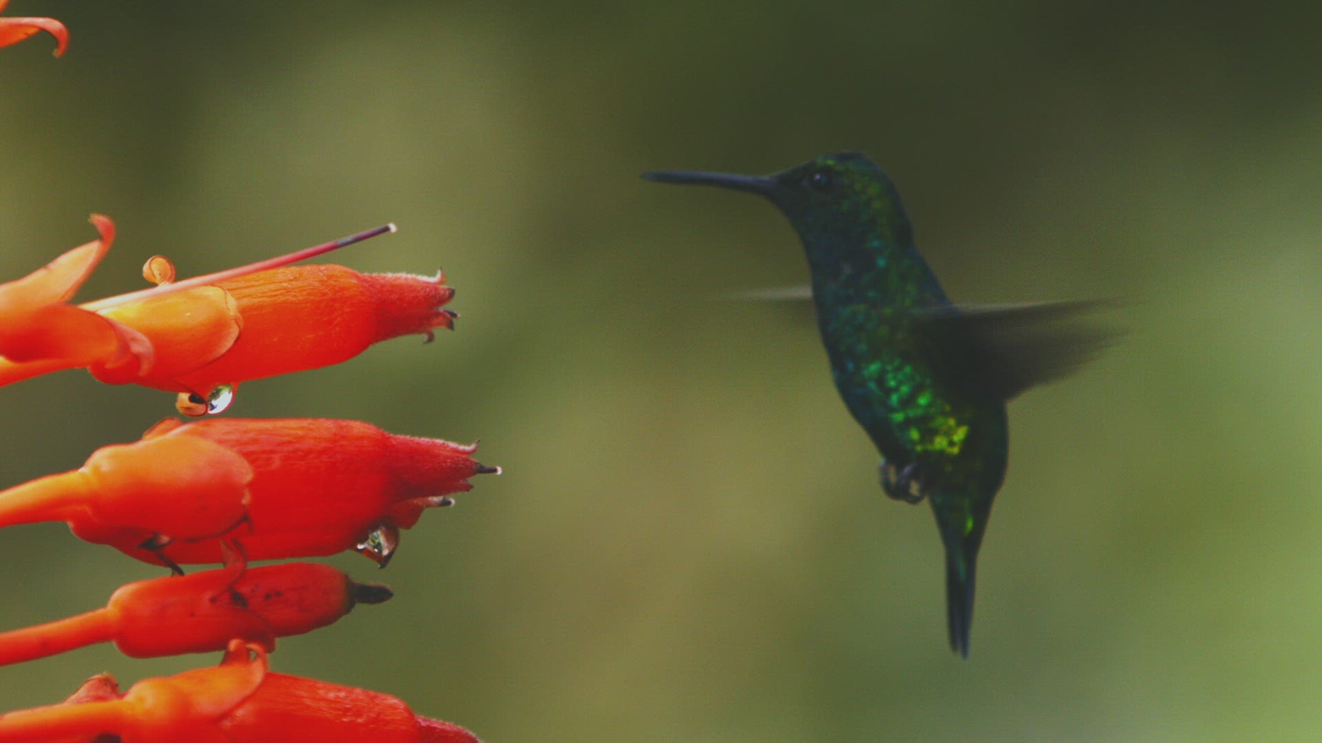 875563057 / Rufous-Tailed Hummingbird / Feeding / Tandayapa