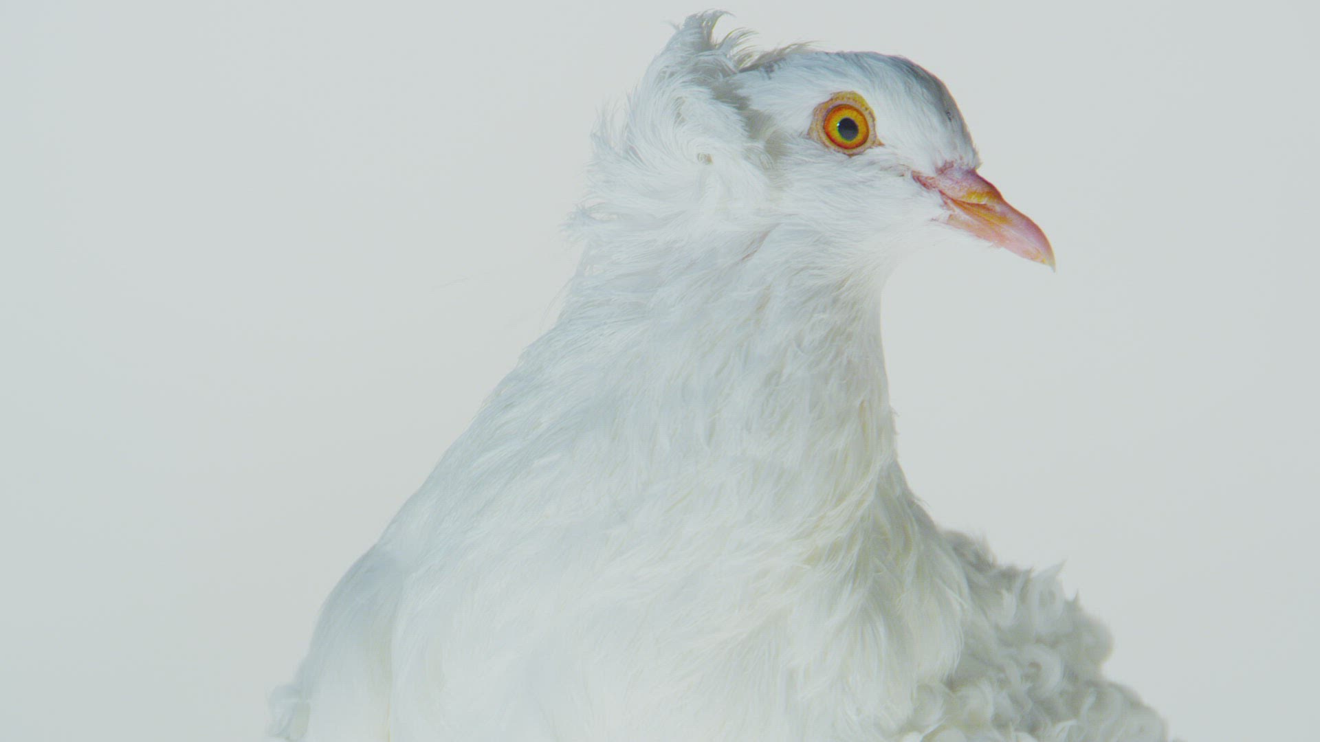 218034987 / Fancy Pigeon / Shaking / Somerset