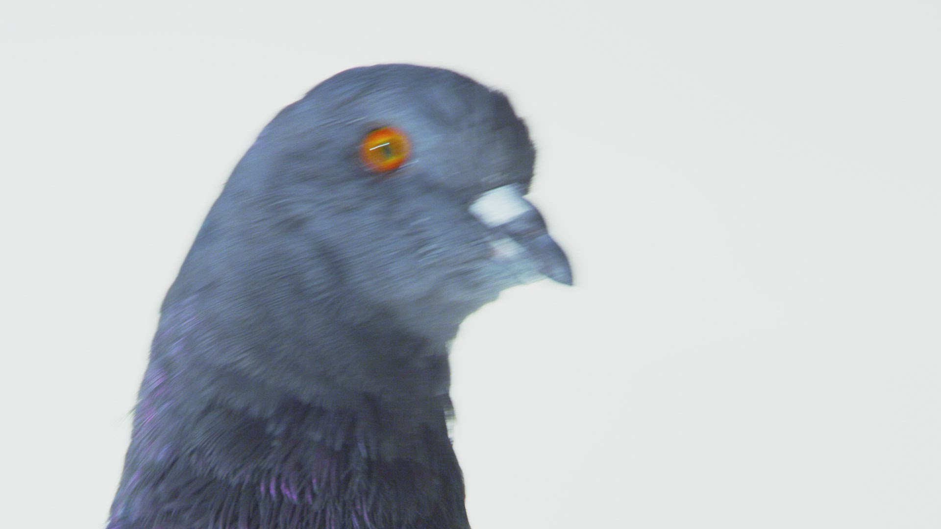959001000 / Fancy Pigeon / Shaking / Somerset