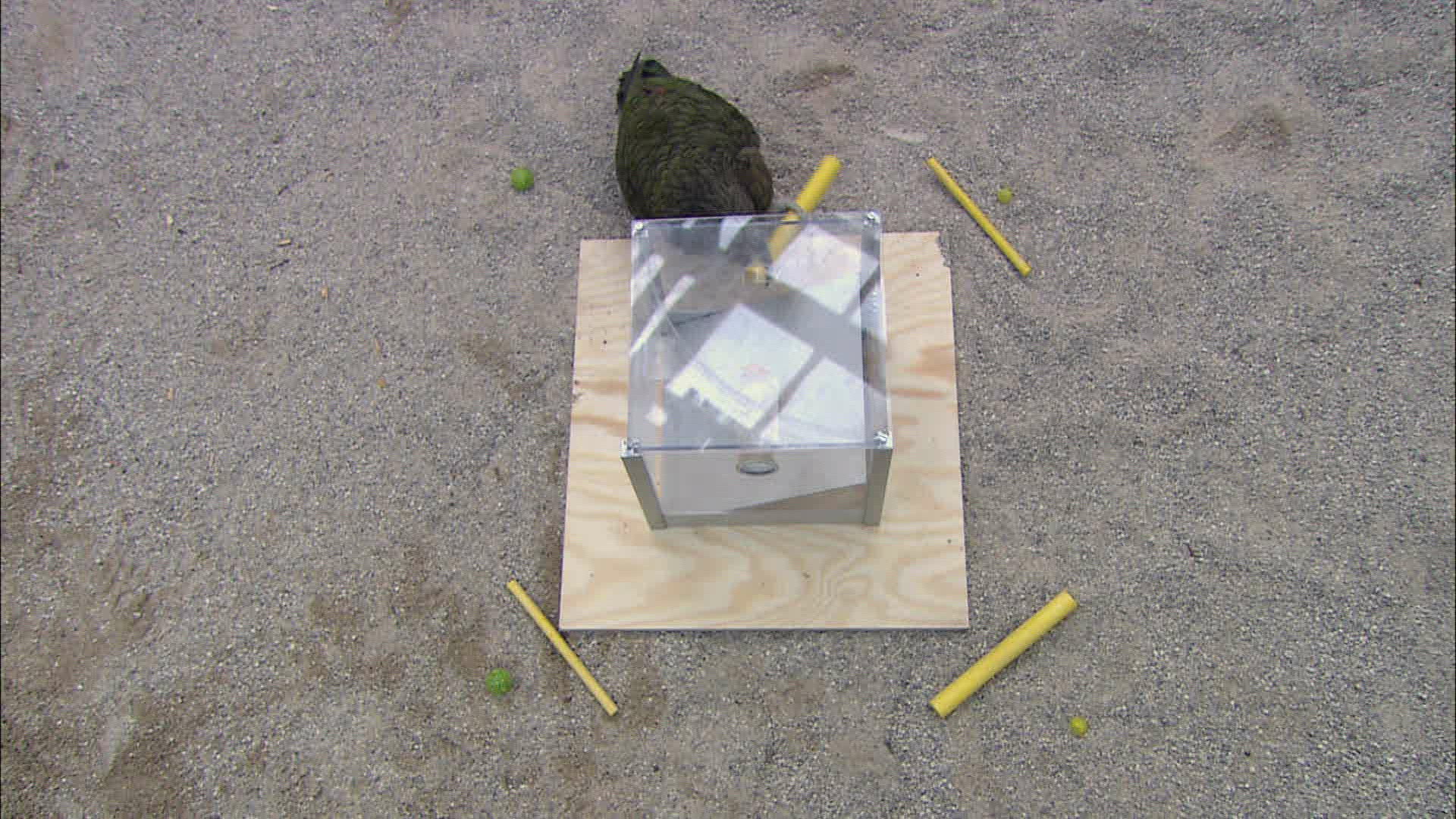 141696265 / Bird / Experiment / Austria