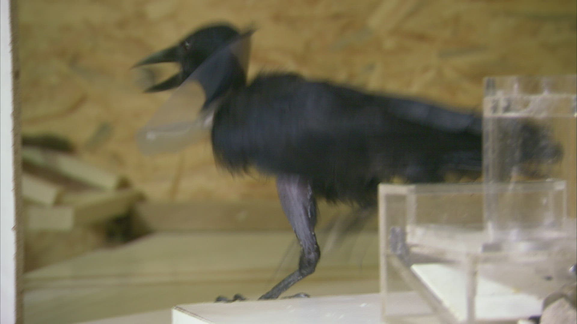 361501274 / Bird / Experiment / Austria
