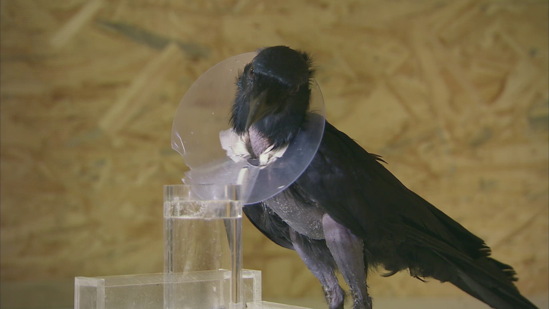557673008 / Bird / Experiment / Austria