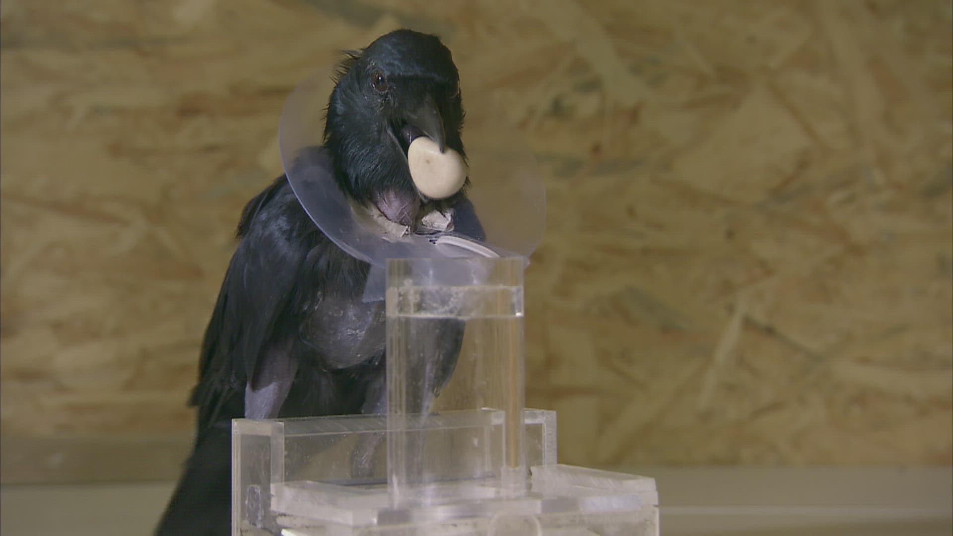 413875577 / Bird / Experiment / Austria