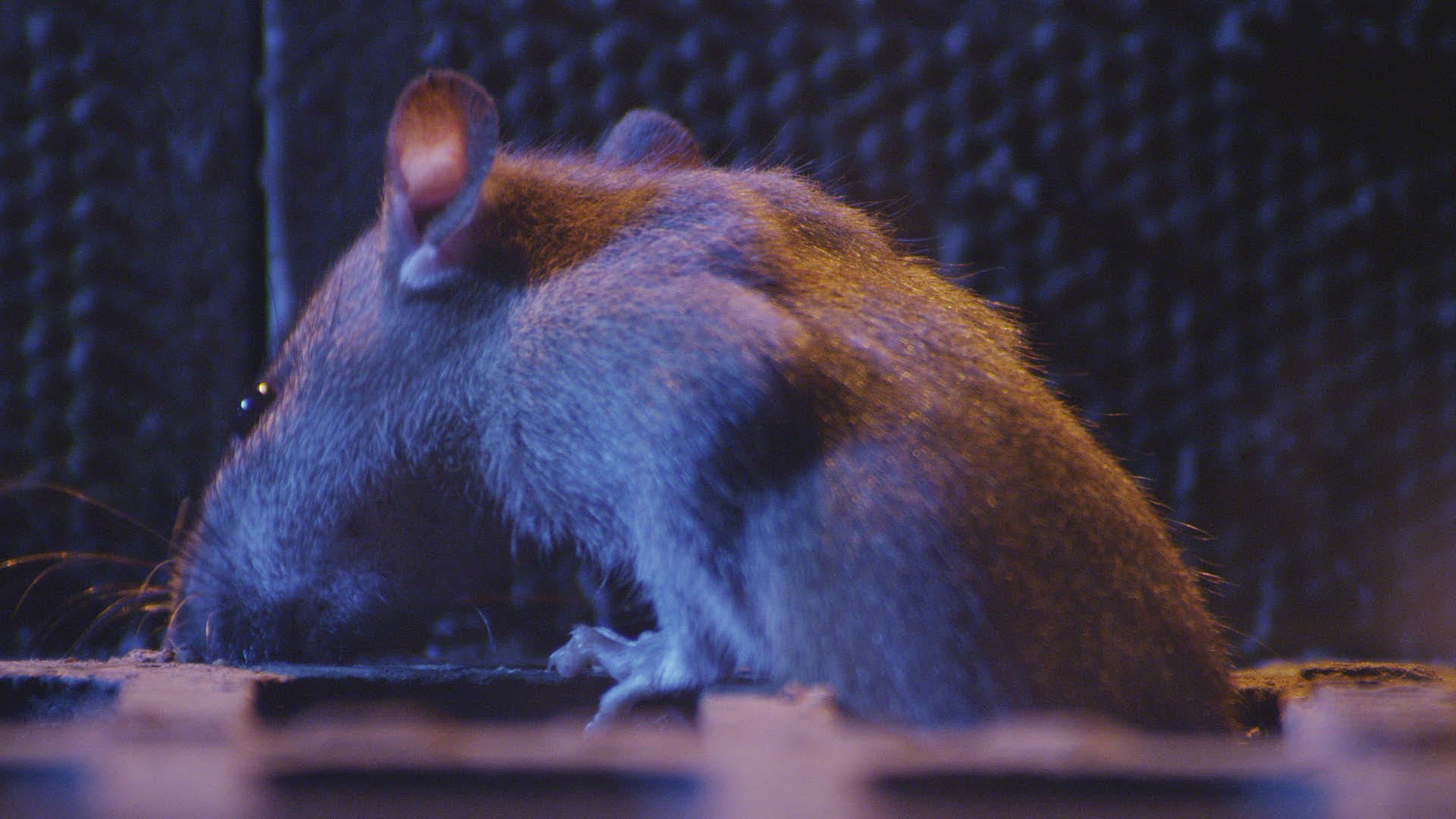 895282480 / Brown Rat / Failand / Somerset