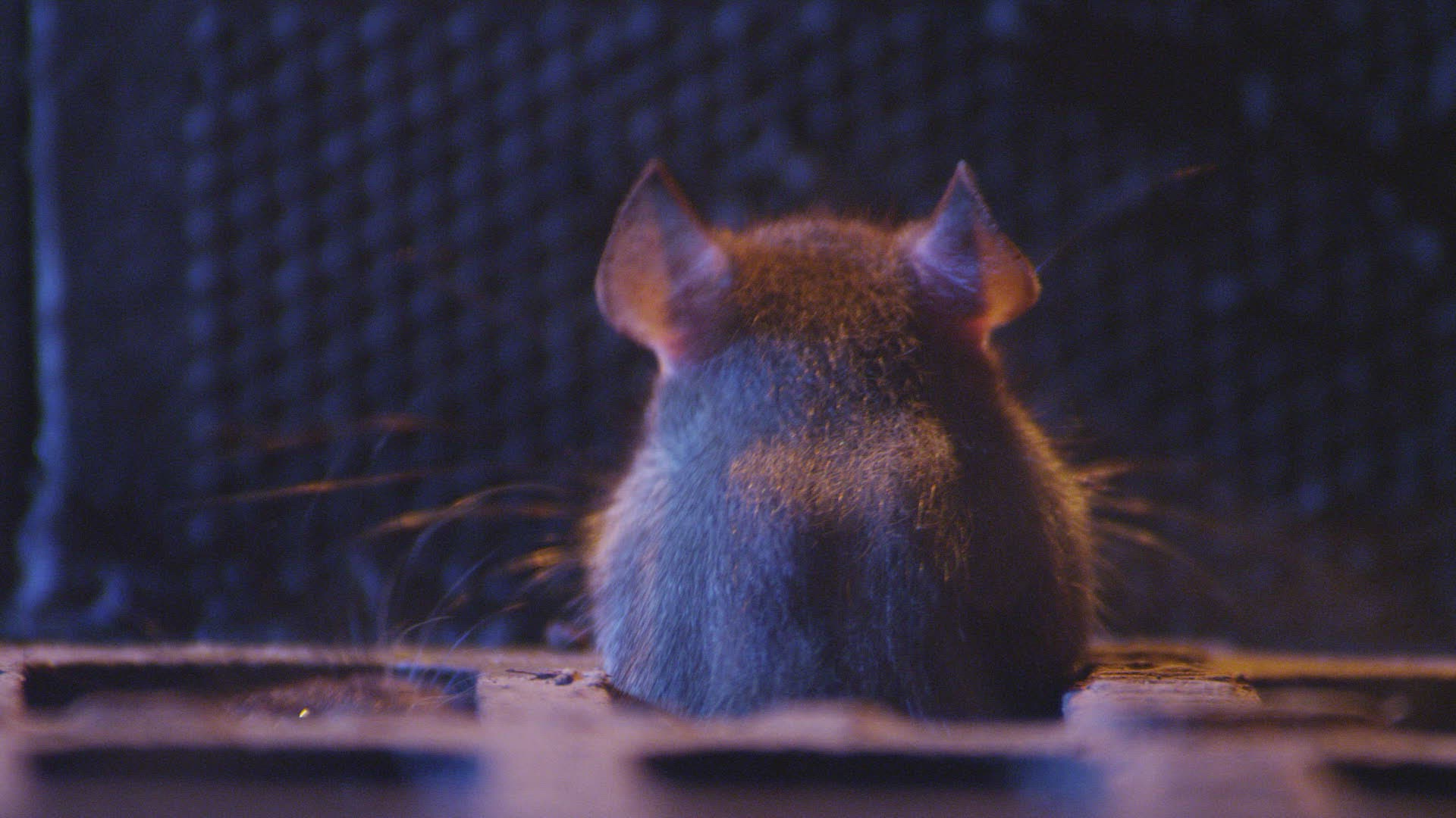 749793038 / Brown Rat / Failand / Somerset