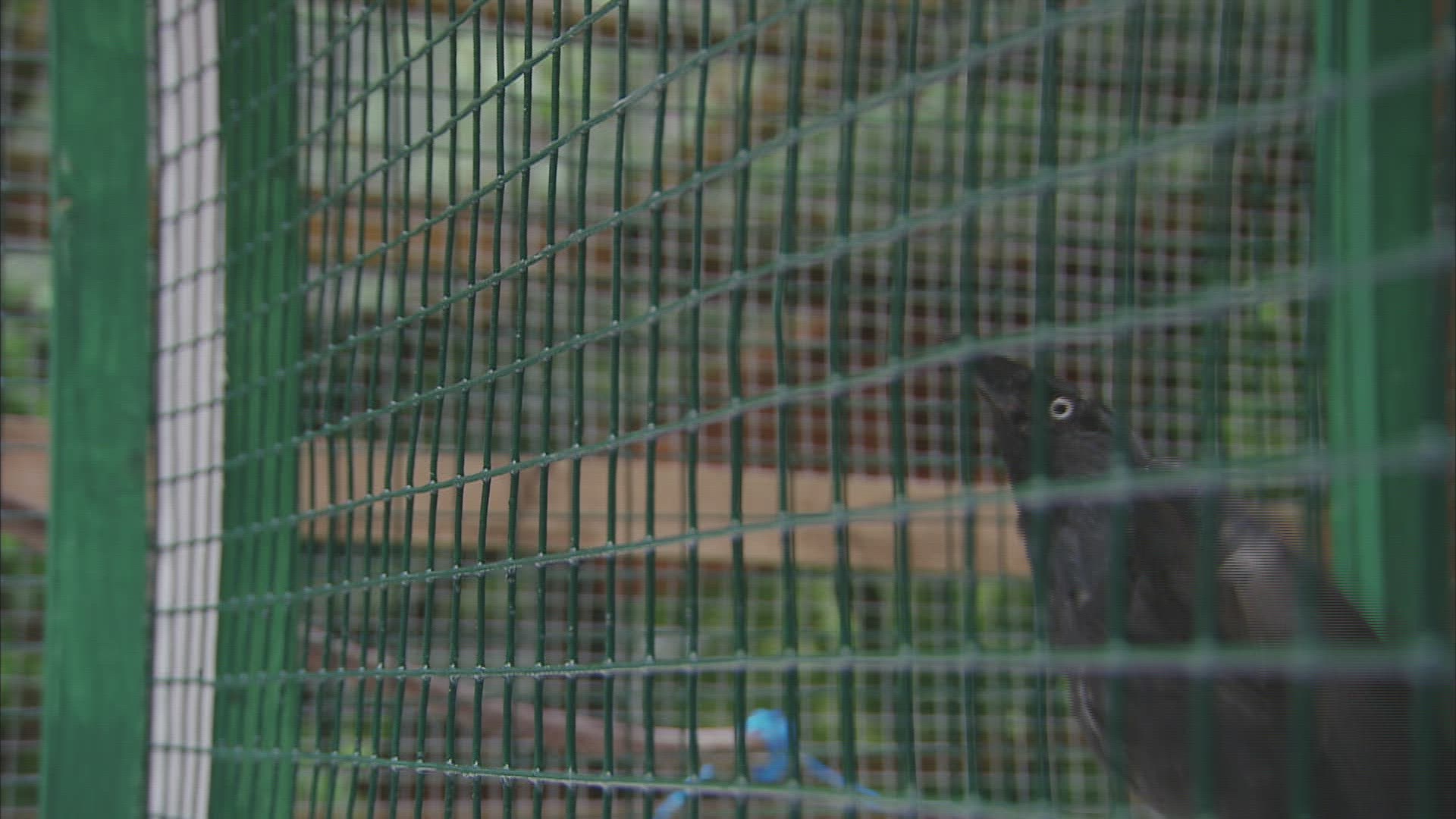 688658274 / New Caledonian Crow / Bathing / Baden