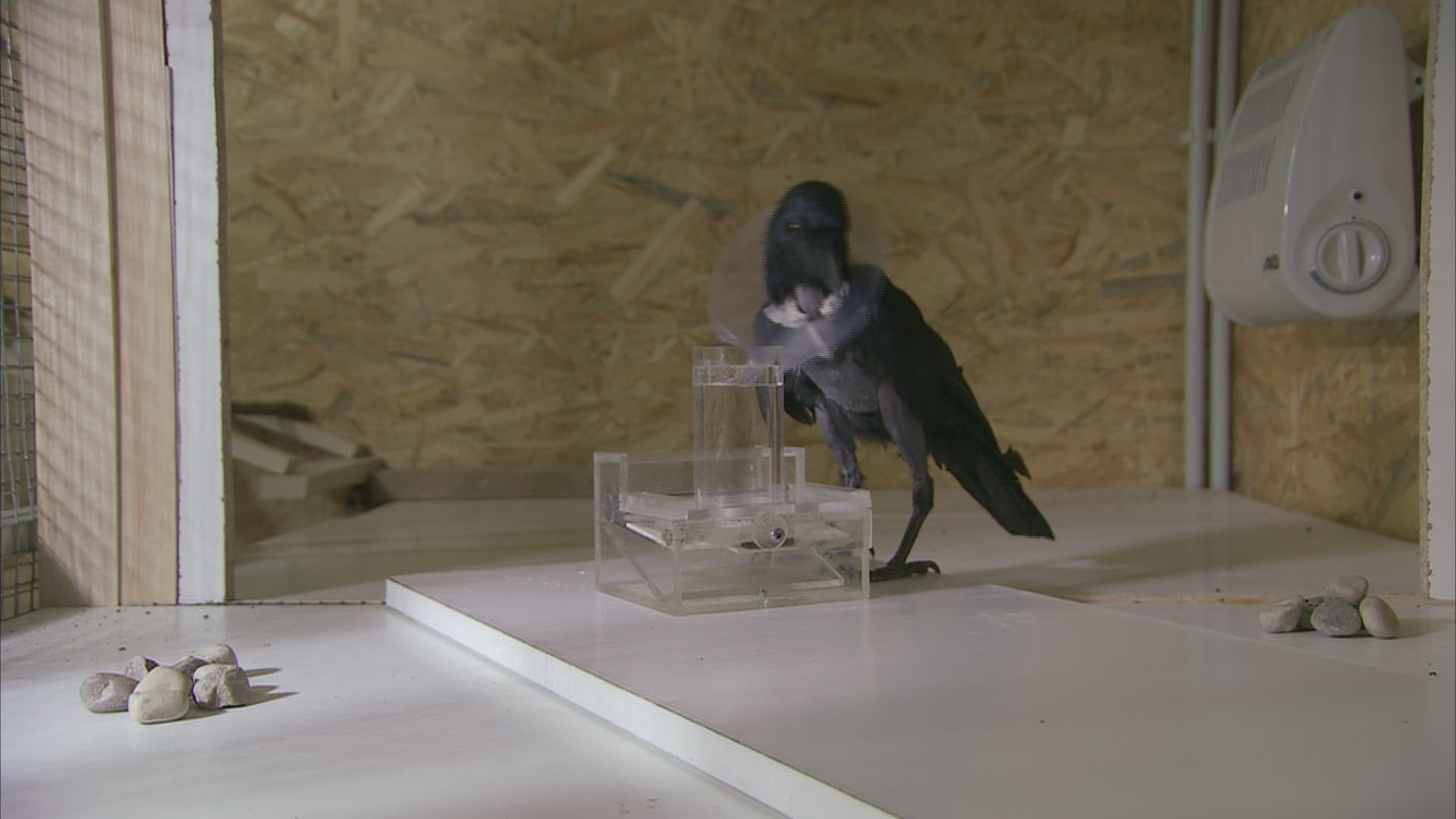 855393705 / Bird / Experiment / Austria