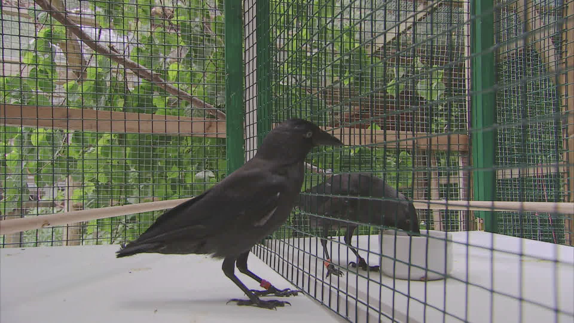 154597249 / New Caledonian Crow / Bathing / Baden